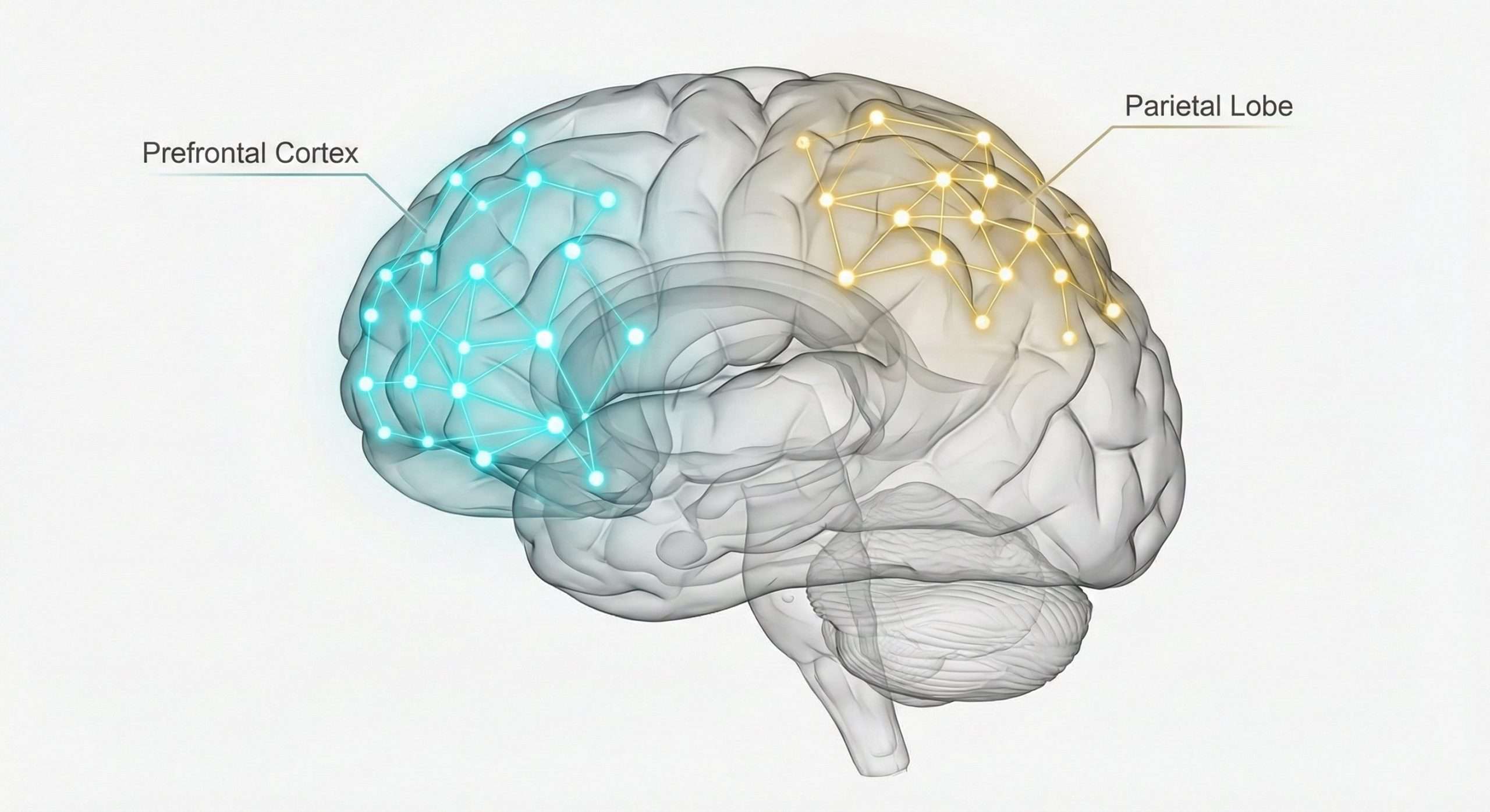 Human brain anatomy diagram highlighting cognitive pattern recognition areas